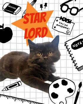 Star Lord -  Domestic Medium Hair Cat for Adoption in Pasco, Washington - Star Lord | PetCurious