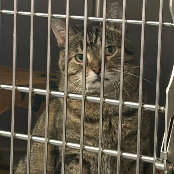 Grasshopper -  Domestic Short Hair and Mixed Breed Cat for Adoption in Ashtabula, Ohio - Grasshopper | PetCurious