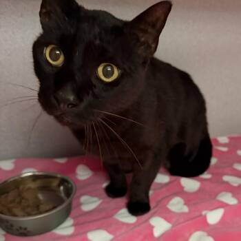 Smoke -  Domestic Short Hair Cat for Adoption in Canon City, Colorado - Smoke | PetCurious