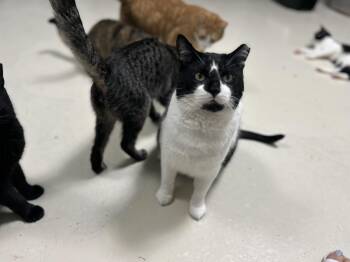 Archie M -  Domestic Short Hair Cat for Adoption in West Nyack, New York - Archie M | PetCurious