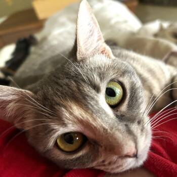 Sora -  Tabby and Domestic Short Hair Cat Available for Adoption in Smithfield, North Carolina - Sora | PetCurious