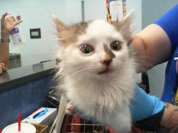 Domestic Short Hair Cats Available for Adoption in Charlotte, North Carolina - WILL | PetCurious