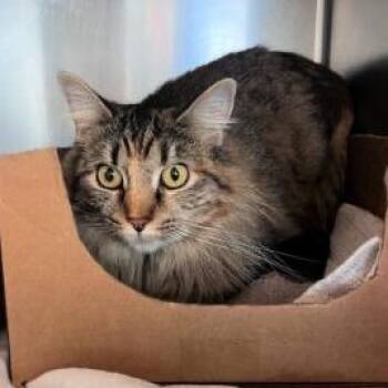 Blanche Saunders -  Domestic Medium Hair Cat for Adoption in Eagle Mountain, Utah - Blanche Saunders | PetCurious