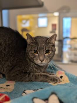 Domestic Short Hair Cats Available for Adoption - Manon | PetCurious