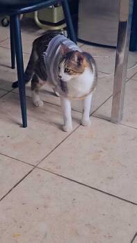 Domestic Short Hair and Calico Cats Available for Adoption in Naranjito, Naranjito - Manchita | PetCurious