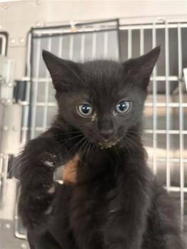 A658309 -  Domestic Short Hair Cat for Adoption in Houston, Texas - A658309 | PetCurious