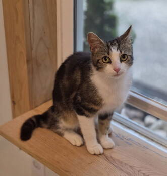 Rescue Domestic Short Hair Cats for Adoption in Woodsfield, Ohio - Dave | PetCurious