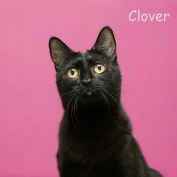 Domestic Short Hair Cats Available for Adoption in Parma, Ohio - Clover | PetCurious