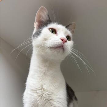 Fajita -  Domestic Short Hair Cat for Adoption in Champaign, Illinois - Fajita | PetCurious