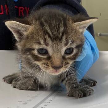 Nova -  Domestic Short Hair Cat for Adoption in Columbiana, Alabama - Nova | PetCurious