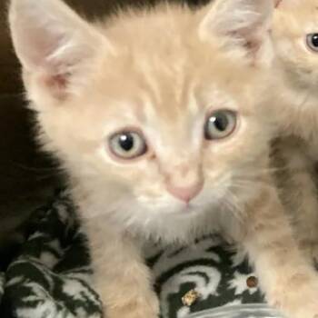 Jay -  Domestic Short Hair Cat for Adoption in Philadelphia, Pennsylvania - Jay | PetCurious
