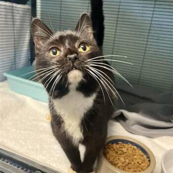 American Shorthair Cats Available for Adoption - Lilly | PetCurious