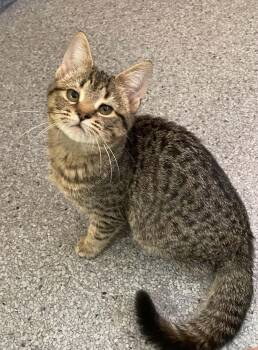 Allie -  Domestic Short Hair Cat for Adoption in Covington, Virginia - Allie | PetCurious