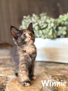 Winnie -  Domestic Short Hair Cat for Adoption in Sebastian, Florida - Winnie | PetCurious
