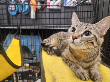 Tornado -  Domestic Short Hair Cat for Adoption in Calgary, Alberta - Tornado | PetCurious