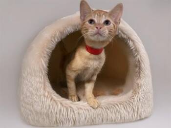 KUMA -  Domestic Short Hair Cat for Adoption in Fort Lauderdale, Florida - KUMA | PetCurious