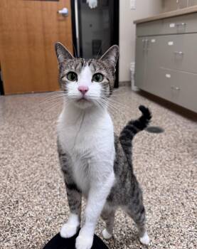 Eedie -  Domestic Short Hair Cat for Adoption in Hackensack, Minnesota - Eedie | PetCurious