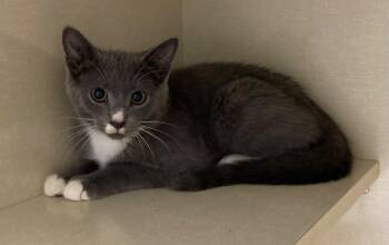 Maurice -  Domestic Short Hair Cat for Adoption in Winnipeg, Manitoba - Maurice | PetCurious