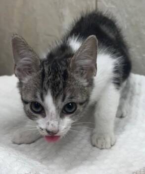 Lalu -  Domestic Short Hair Cat for Adoption in Honolulu, Hawaii - Lalu | PetCurious