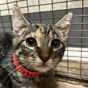 Carrie -  Domestic Short Hair Cat for Adoption in Yuma, Arizona - Carrie | PetCurious
