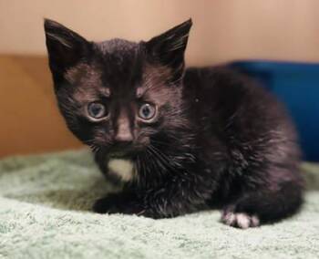 Saucey -  Domestic Short Hair Cat for Adoption in West Chester, Pennsylvania - Saucey | PetCurious