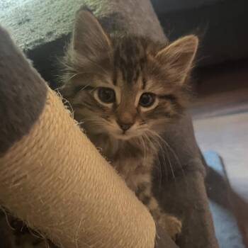 FuzzBucket -  Domestic Long Hair Cat for Adoption in La Grange, Kentucky - FuzzBucket | PetCurious