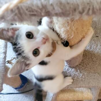 Opie -  Domestic Short Hair Cat for Adoption in Inman, South Carolina - Opie | PetCurious