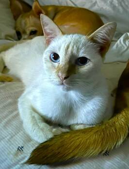 Rescue Siamese Cats for Adoption in New Braunfels, Texas - Claro | PetCurious