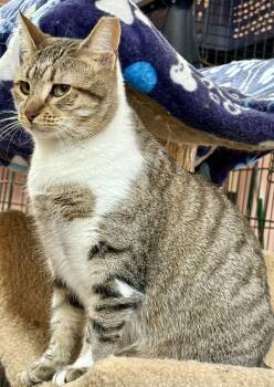 Domestic Short Hair Cats Available for Adoption - Autumn | PetCurious