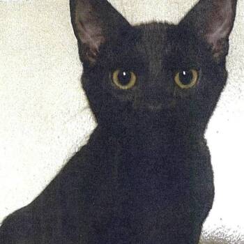 October -  Domestic Short Hair Cat for Adoption in Cumming, Georgia - October | PetCurious