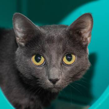 Journey -  Domestic Short Hair Cat for Adoption in Middletown, Rhode Island - Journey | PetCurious