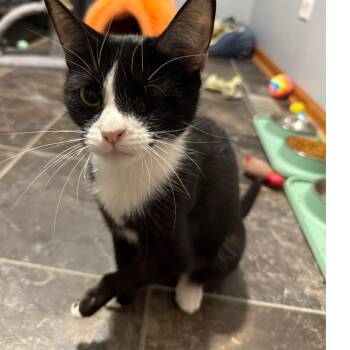 Rescue Domestic Short Hair Cats for Adoption in Mokena, Illinois - Chipper | PetCurious