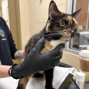 Sharpay Evans -  Domestic Short Hair Cat for Adoption in Winston-salem, North Carolina - Sharpay Evans | PetCurious