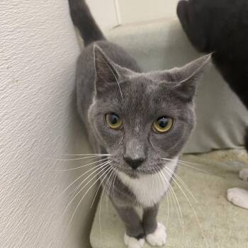 Rescue Domestic Short Hair Cats for Adoption in Stanwood, Washington - Pinochlce | PetCurious