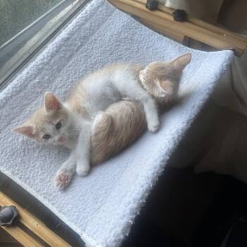 Shrimp (bonded with Grits) -  Domestic Short Hair Cat for Adoption in Los Angeles, California - Shrimp (bonded With Grits) | PetCurious