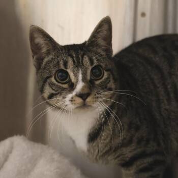 Meak -  Domestic Short Hair Cat for Adoption in Briarcliff Manor, New York - Meak | PetCurious