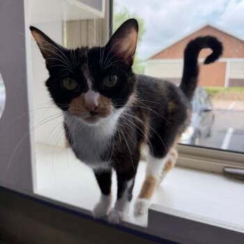 Celsius -  Domestic Short Hair Cat for Adoption in Mankato, Minnesota - Celsius | PetCurious