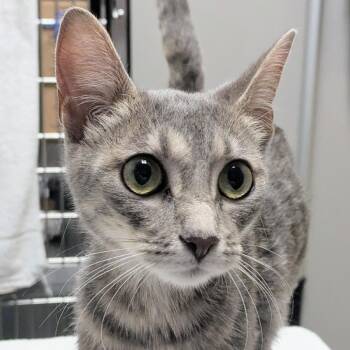 Susana -  Domestic Short Hair Cat for Adoption in Chicago, Illinois - Susana | PetCurious