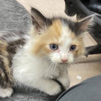 Domestic Long Hair Cats Available for Adoption in Ardmore, Oklahoma - Vervaine | PetCurious