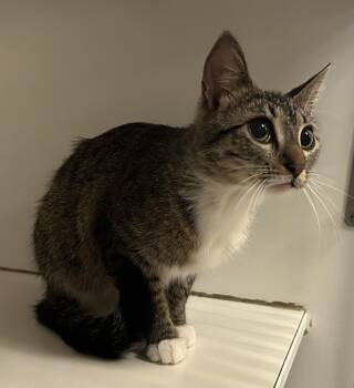 Pomegranate -  Domestic Short Hair Cat for Adoption in Mason City, Iowa - Pomegranate | PetCurious