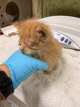 Domestic Short Hair Cats Available for Adoption in Riverside, California - MO | PetCurious