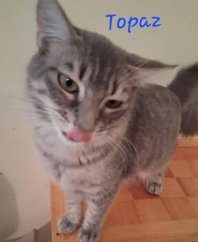 Topaz -  Domestic Short Hair Cat for Adoption in Longwood, Florida - Topaz | PetCurious