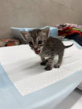 TOAD -  Domestic Short Hair Cat for Adoption in Baytown, Texas - TOAD | PetCurious