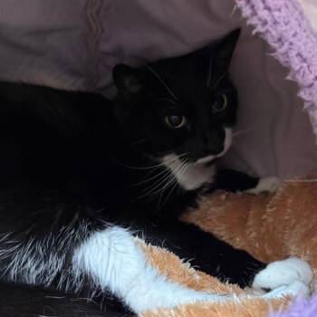 Raven "Reese" -  Domestic Short Hair Cat for Adoption in Denver, Colorado - Raven "Reese" | PetCurious