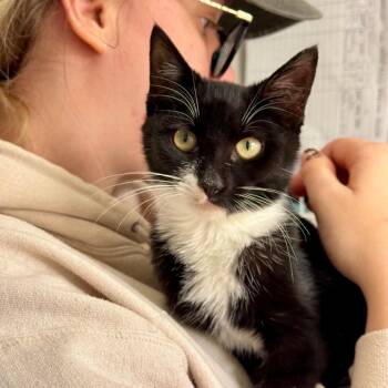 Selina -  Domestic Short Hair Cat for Adoption - Selina | PetCurious