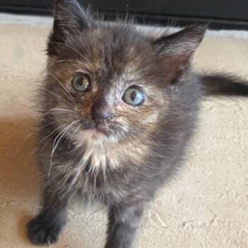 Minnie Purrl -  Domestic Short Hair Cat for Adoption in Branson, Missouri - Minnie Purrl | PetCurious