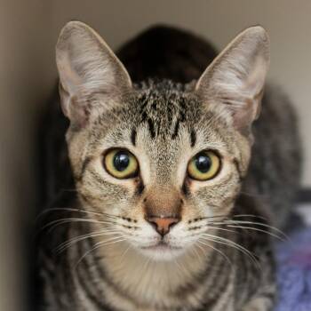 Gobo -  Domestic Short Hair Cat for Adoption in Middletown, Rhode Island - Gobo | PetCurious