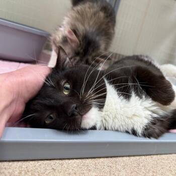 Domestic Short Hair Cats Available for Adoption in Oshkosh, Wisconsin - Chungus - Big Handsome Sweetheart | PetCurious