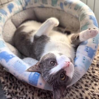 Domestic Short Hair Cats Available for Adoption in Fredericksburg, Virginia - Furlyghost | PetCurious