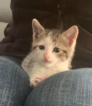 Domestic Short Hair Cats Available for Adoption in Verona, New Jersey - Periwinkle | PetCurious